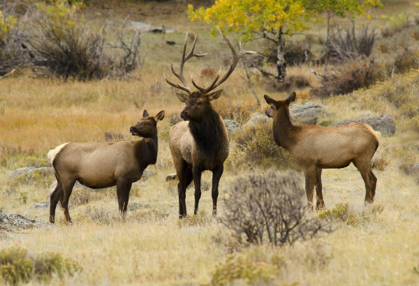 Elk hunting grand mesa