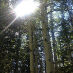 Aspen trees - hiking grand mesa - kannah creek