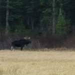 moose on the grand mesa